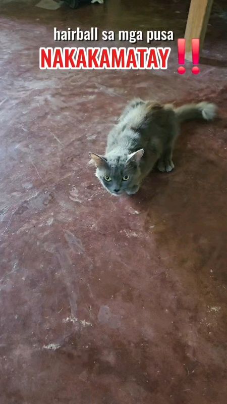 Agapan ang hairball sa inyong mga pusa gamit itong hairball solution gel.