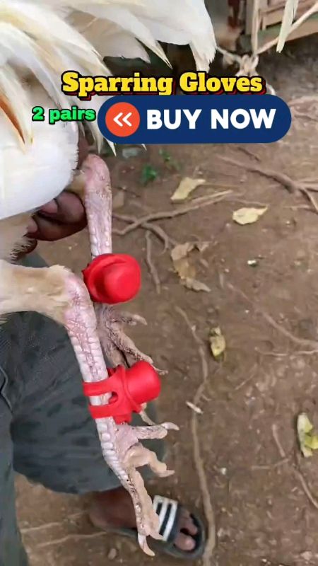 #stitch with janickail  SPARING GLOVES FOR CHICKEN #chicken #glove #trending #shoppeepaydaysale #ShopeePHCommsXTRA #FreeCoinsInShopeeVideo
