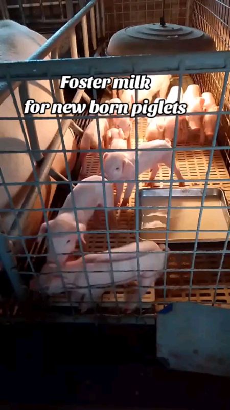foster milk for newborn piglets #milkreplacer #fyp #pigletsmilk #fostermilk #trending #viddavet #alagangviddavet #piggeryessentials #hograiser#piggery