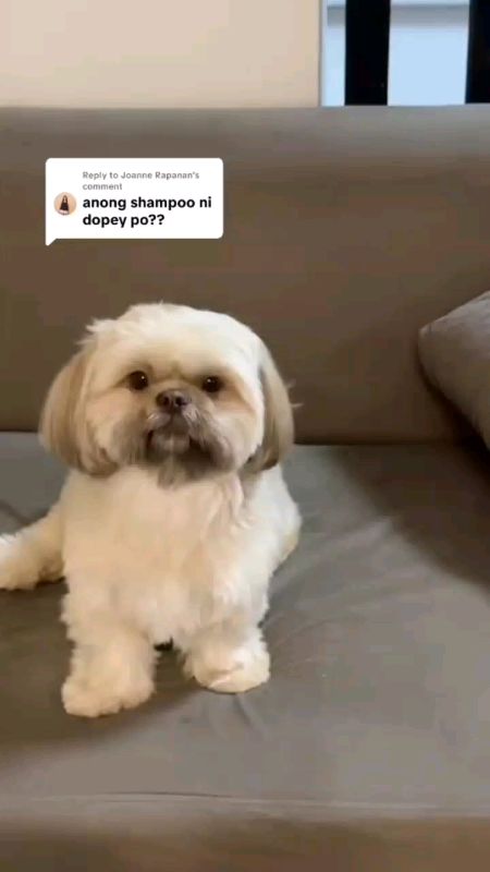 Shampoo Anti Flea and Tick For Dogs. #FreeCoinsInShopeeVideo #MasMuraSaShopee #ShopeePHPaydaySale #XtraChallenge