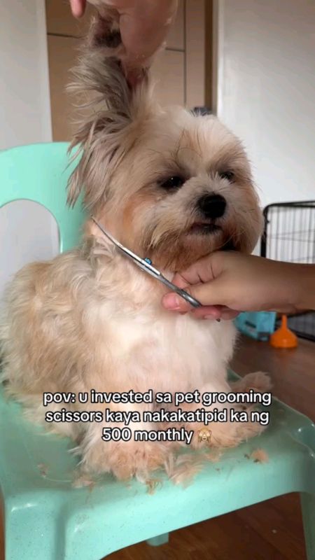 DOG Scissors Straight Snips Up Bend Down For Dogs And Cats Dog Scissors Pet #Scissorsfordogcat #fyp #trending
