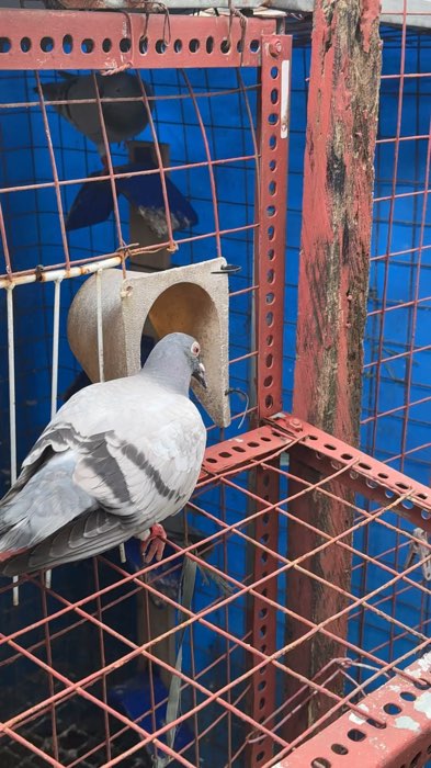 Pigeon cage trap door #kalapati #kalapatids #pigeon