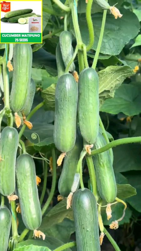 pipino cucumber Seed #seeds #pipino #cucumber