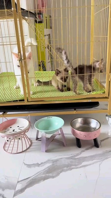 GOURMEOW ADULT CAT DRY FOOD ❤❤ #gourmeowcatfood #catfood #catdryfood #adultcatdryfood #gourmeow #FreeCoinsInShopeeVideo #MasMuraSaShopee #trend #fyp