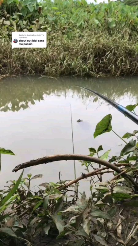 Tawtaw fishing rod mura lang dito mga master#fishingrod #budgetfishing #fishing