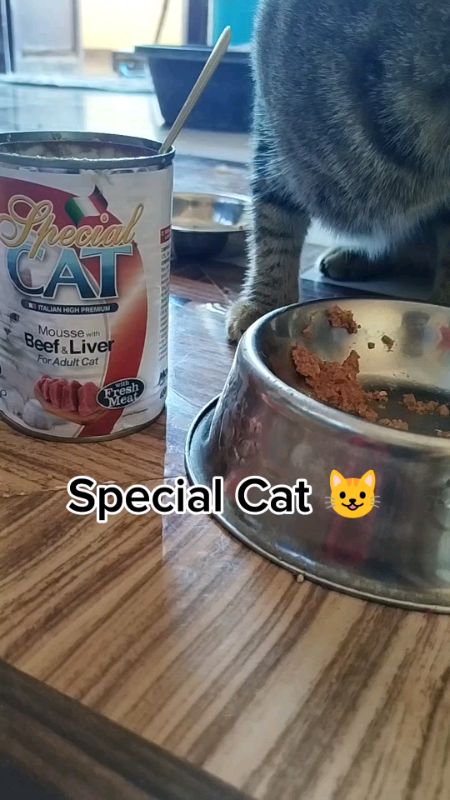 My Cat’s Reaction to Special Cat 😳 #specialcat #specialcatwetfood