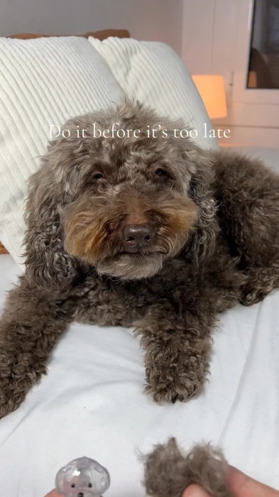 Every dog owner will cry if they see this💝 #dogowner #dogmom #dog #petloss #petmomorial