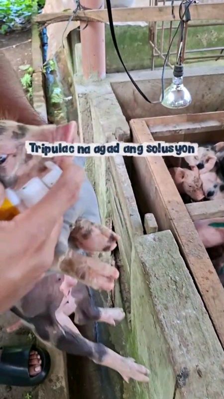 tripulac pig doser#MasMuraSaShopee