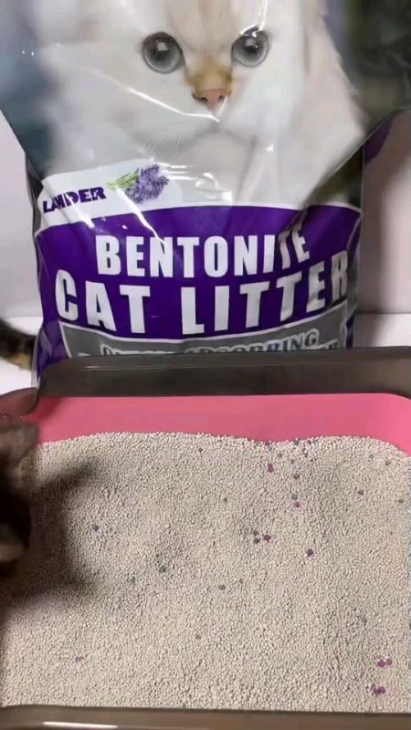 Bentonite Cat Litter Sand premium #cat #bentonite #sand #shopeeph