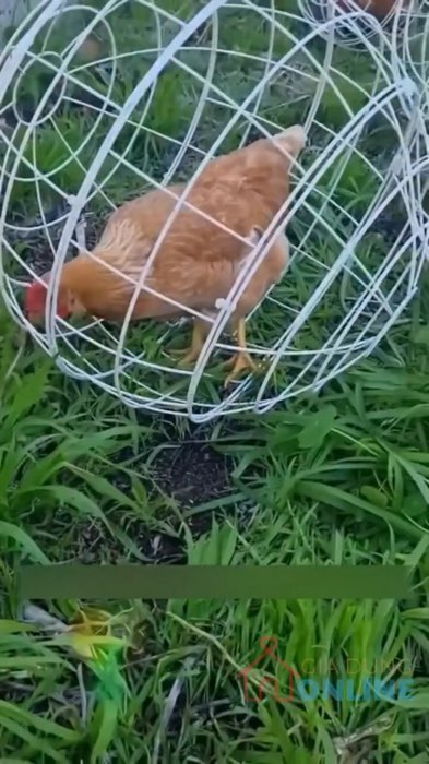 KDDT- Versatile Small Animal Enclosure Chicken Ball Cage Portable Round Chicken Coop for Poultry Pets Outdoor Rollable Enclosure for Rabbits Ducks Pig
