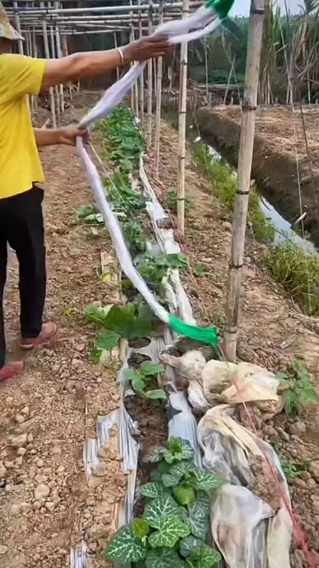 #Garden #plant #ClimbingNet #cucumber #vegetables #trellis #net #White #nylon #Support #mesh 8ft x 100m x 6 in #climbing #trend #tool #diy