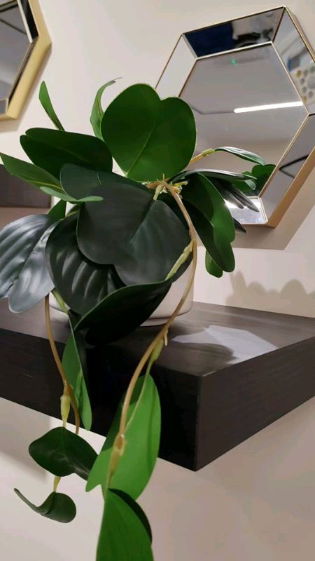 #aesthetic #realistic ##plant #pothos #pothosplant #green #MORECOINS #plants #trendy #luxury #planttable