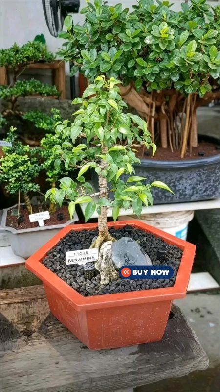 #plants #plasticpot #fyp #shopeefinds #HugotSaShopee