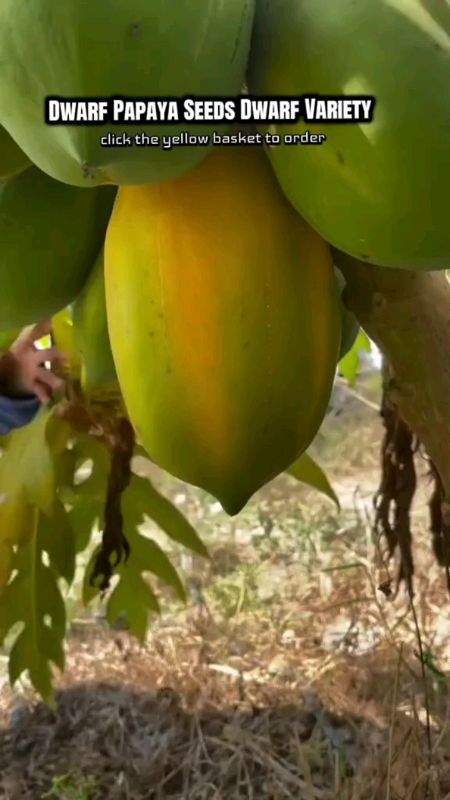 dwarf papaya seeds#MasMuraSaShopee