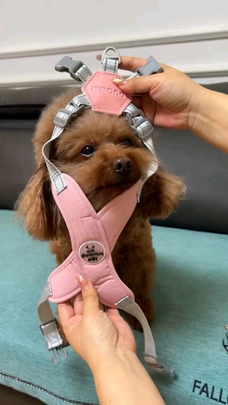 Comfortable leash/harness for your pets #cat #dog #pet #harness #leash #dogleash #petaccessories #fyp #foryou #trending #shopee
