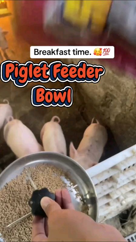 #pigletfeederbowl #Feederbowl #pigletfeeder #stainless #pigfeeder #homedecor #masmurasashopee.x̌