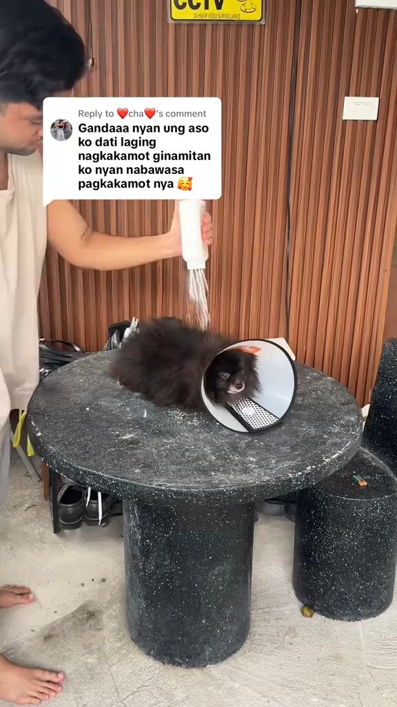 PETWELL Waterless Dry Shampoo Powder mag aalisan talaga kuto ng pusa nyo pag nilagyan nyo sila netong pet dry shampoo